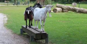 De leukste dagjes uit met peuters en kleuters in Limburg Een kinderboerderij is altijd een feestje voor peuters en kleuters. Allemaal schattige dieren en vaak is er ook een speeltuin bij. Foto: DagjeWeg.NL © Coby Boschma