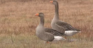 Overwinterende ganzen en eenden kijken in natuurgebied Waalenburg - De Marel, Texel Overwinterende ganzen en eenden kijken in natuurgebied Waalenburg - De Marel, Texel | Foto geüpload door gebruiker Natuurmonumenten.