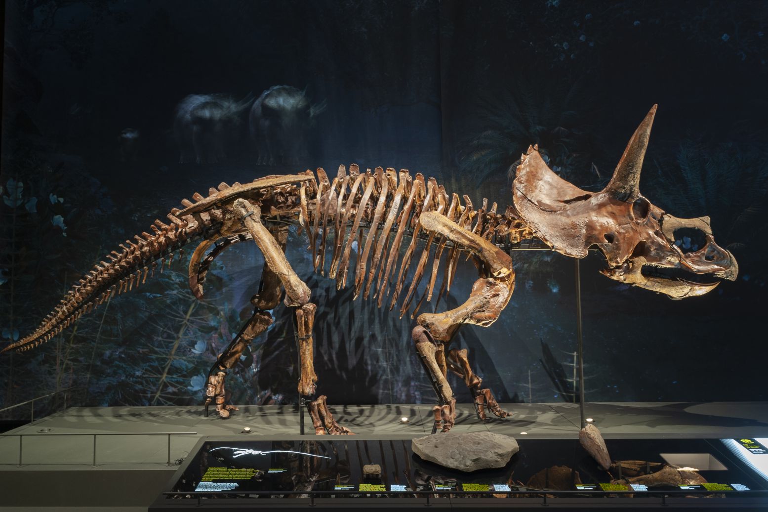 Hét Triceratops skelet! Foto: Natuurmuseum Fryslan