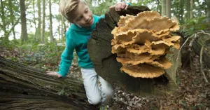 OERRR paddenstoelen - bezoekerscentrum Veluwezoom | Foto geüpload door gebruiker Natuurmonumenten.