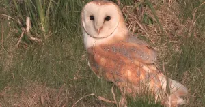 OERRR Uilenballen pluizen in Waalenburg - De Marel, Texel | Foto geüpload door gebruiker Natuurmonumenten.