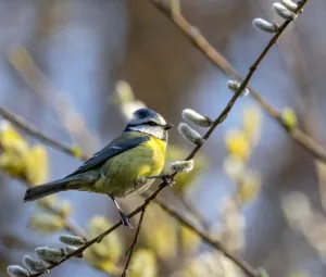 Vogelzang voor beginners Foto geüpload door gebruiker Geldersch Landschap en Kasteelen