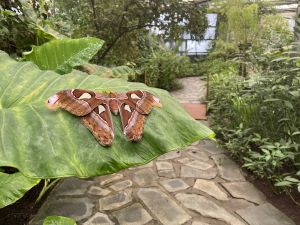 Vlinderparadijs Papiliorama