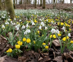 Stinzenwandeling Foto geüpload door gebruiker Geldersch Landschap en Kasteelen