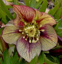 Helleborus. Foto: Wies Voesten 