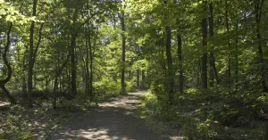 Bijzondere bomen die ons verrassen in de Oisterwijkse Bossen en Vennen Bijzondere bomen die ons verrassen in de Oisterwijkse Bossen en Vennen | Foto geüpload door gebruiker Natuurmonumenten.