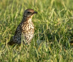 Vogelzangwandeling  Foto geüpload door gebruiker Geldersch Landschap en Kasteelen