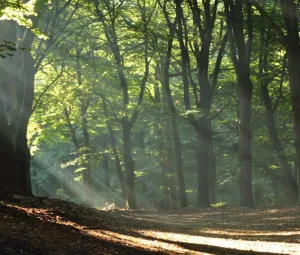 Historische wandeling  Foto geüpload door gebruiker Geldersch Landschap en Kasteelen