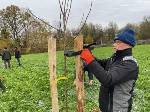 Korte snoei instructie van pas geplante hoogstamfruitbomen Foto: Limburgs Landschap Gouda | Foto geüpload door gebruiker limburgslandschap