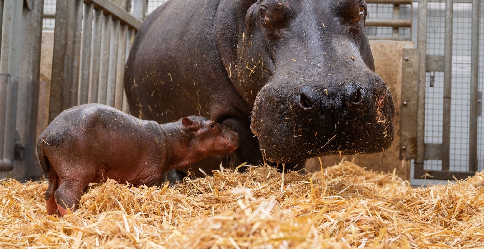 Een (nu nog) kleine baby nijlpaard geboren in WILDLANDS. Foto: WILDLANDS Emmen