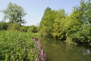 Zomer in De Dellen en Meerssenerbroek Foto: Limburgs Landschap Gouda | Foto geüpload door gebruiker limburgslandschap