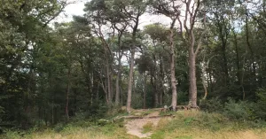 Geheimen van het Noordlaarderbos Geheimen van het Noordlaarderbos | Foto geüpload door gebruiker Natuurmonumenten.