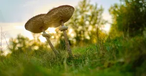 Herfstexcursie Brunssummerheide Herfstexcursie Brunssummerheide | Foto geüpload door gebruiker Natuurmonumenten.