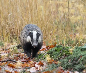 Dieren in de winter Foto geüpload door gebruiker Geldersch Landschap en Kasteelen