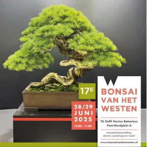 Bonsai van het Westen Foto: Manon Jamin