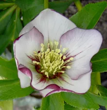 Helleborusdagen in de Noordoostpolder Helleborus. Foto: Wies Voesten