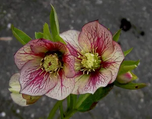 Helleborus. Foto: Wies Voesten