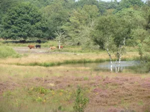 Hoogste punt van het Bergerbos Foto: Limburgs Landschap Gouda | Foto geüpload door gebruiker limburgslandschap