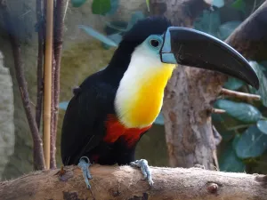 Ontmoet de dieren van Berkenhof Tropical Zoo, zoals deze toekan. Foto: Berkenhof Tropical Zoo