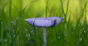 Op je knieën voor een paddenstoel Op je knieën voor een paddenstoel | Foto geüpload door gebruiker Natuurmonumenten.