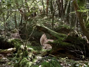 Foto: Anaïs López. Foto. Hertje in de vroege ochtend in het oude woud in Kyoto.