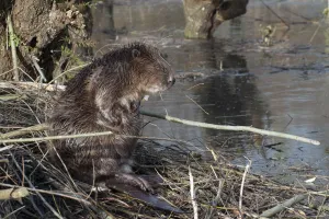 Bevers spotten in het Leudal Foto: Groen Hart Leudal