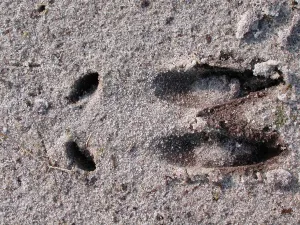 Speuren naar sporen op De Hamert Foto: Limburgs Landschap Gouda | Foto geüpload door gebruiker limburgslandschap