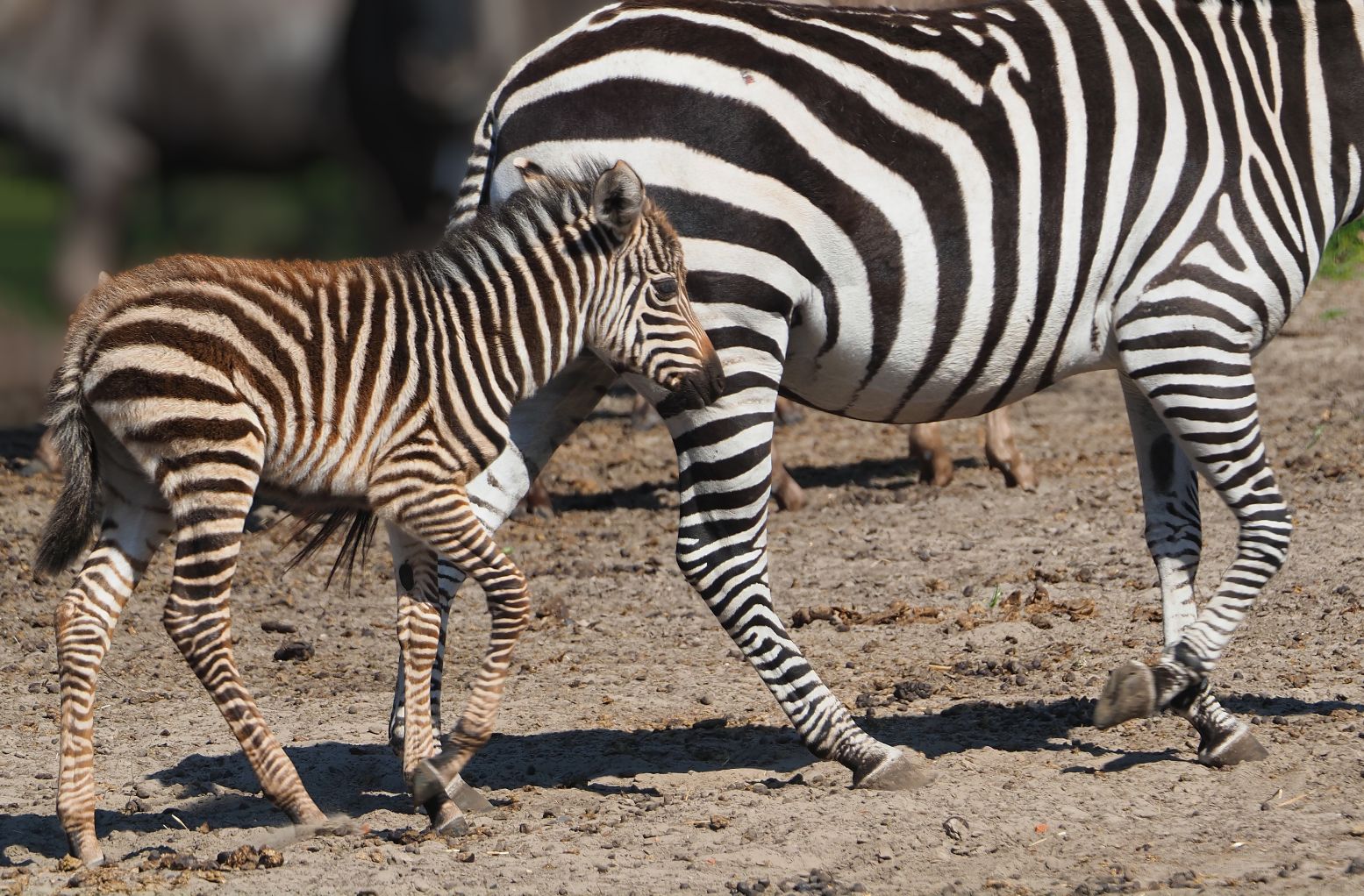 Een babyzebra heeft bruine strepen na de geboorte: Foto: Beekse Bergen