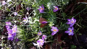 Crocussen Foto: F.E. Wilpstra