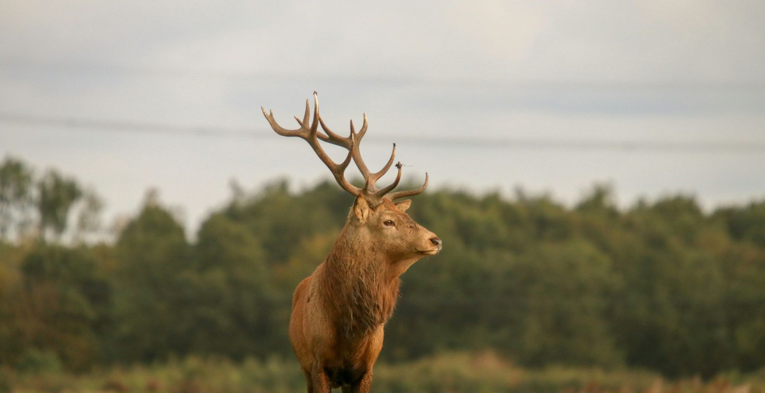 Grote grazers zijn deel van het ecosysteem. Foto: Viv Molly via  unsplash 