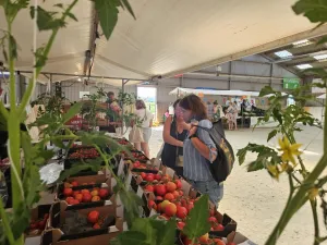 Boerenversmarkt Verse tomaten van de kwekerij. Foto: Eigen