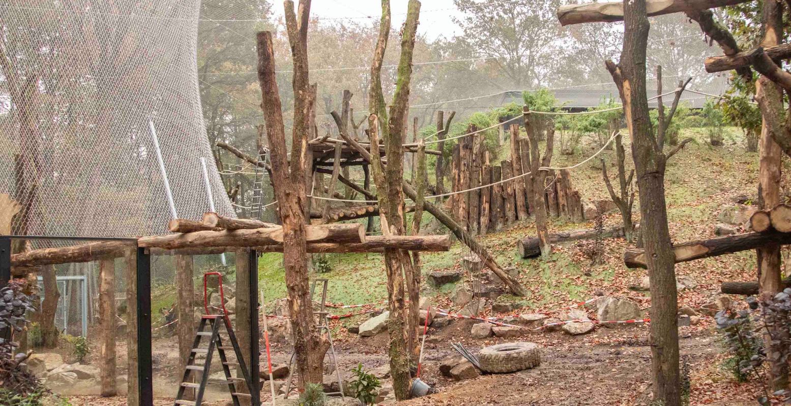 Vlak voor de kerstvakantie opent eindelijk het nieuwe chimpanseegebied in DierenPark Amersfoort. Foto: DierenPark Amersfoort (via persbericht)