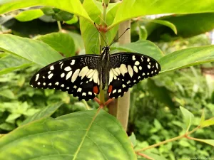 Foto: Vlinderparadijs Papiliorama