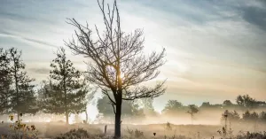 Sereen landschap en ijzige schoonheid op de Kampina Sereen landschap en ijzige schoonheid op de Kampina | Foto geüpload door gebruiker Natuurmonumenten.