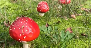 Mooie herfstwandeling met wat lekkers vanuit Jipsinghuizen Mooie herfstwandeling met wat lekkers vanuit Jipsinghuizen | Foto geüpload door gebruiker Natuurmonumenten.