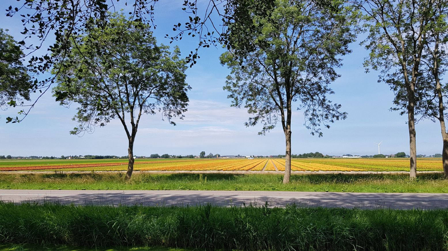 Zelfs in de zomer zien we enkele bloeiende bollenvelden. Zouden dat lelies zijn, of al de eerste dahlia's? Een watertje houdt ons tegen om op onderzoek te gaan. Foto: DagjeWeg.NL © Tonny van Oosten