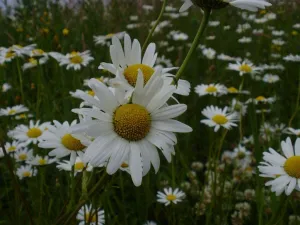 Dichterbij de natuur, ontdek de Océ-weerd in Venlo Foto: Limburgs Landschap Gouda | Foto geüpload door gebruiker limburgslandschap