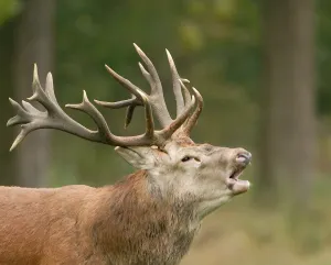 Fotobeschrijving: In de bronsttijd kun je dagelijks genieten van de edelherten. Foto: Het Limburgs L