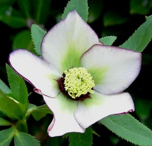 Helleborus. Foto: Wies Voesten 