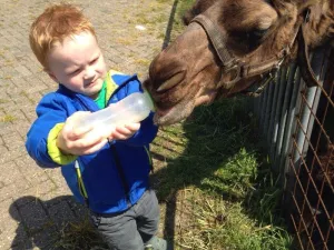 Zondagsafari Foto: Kamelenmelkerij Smits