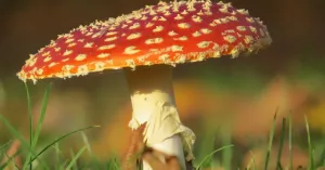 Paddenstoelen bewonderen op Huis ter Heide | Foto geüpload door gebruiker Natuurmonumenten.