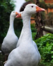 Wijland bewoners De Gebroeders Wit. Foto: Sanctuary het Wijland