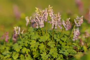 Ontluikend voorjaar in De Dellen en het Meerssenerbroek Foto: Limburgs Landschap Gouda | Foto geüpload door gebruiker limburgslandschap