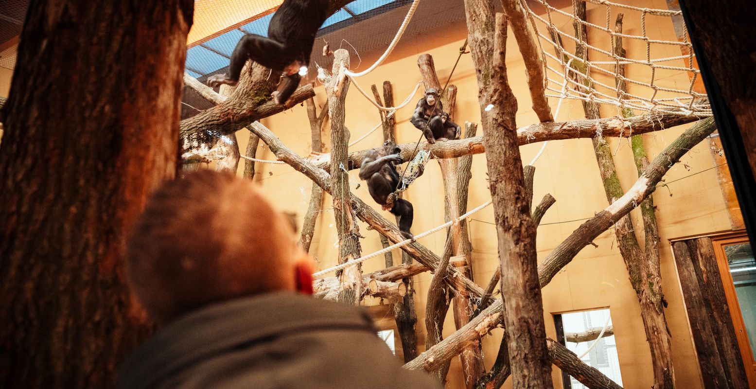 De chimpansees zijn al enkele weken geleden verhuisd naar hun nieuwe thuis. Foto: DierenPark Amersfoort