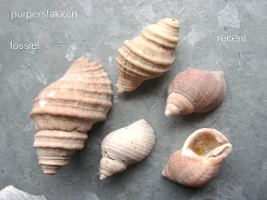 Natuurspreekuur Strandfossielen Purperslakken - Foto: Harry Raad