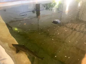 Een bijzonder indoor uitstapje voor waterraten. Foto: Fish World Vlissingen