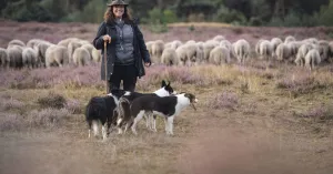 Herder voor een dag op de Sprengenberg | Foto geüpload door gebruiker Natuurmonumenten.