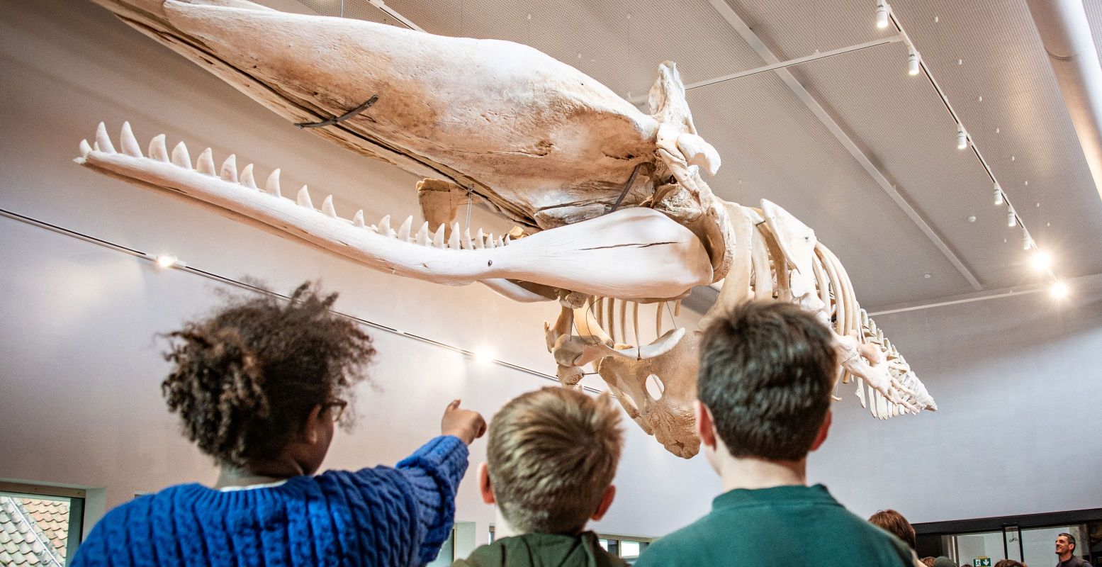 Ontmoet de nieuwste aanwinst van het vernieuwde NAVIGO Visserijmuseum: potvis Valentijn. Foto: Gemeente Koksijde © Sofhie Legein