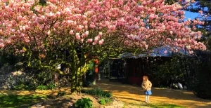 Wandel in stilte door een dierenpark Beleef dit jaar een moment van bezinning tijdens de seizoensopening van Taman Indonesia. Foto: Taman Indonesia