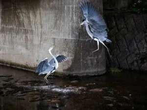 Foto: Anaïs López. Foto. Twee dansende reigers aan de Kamo rivier in Kyoto.